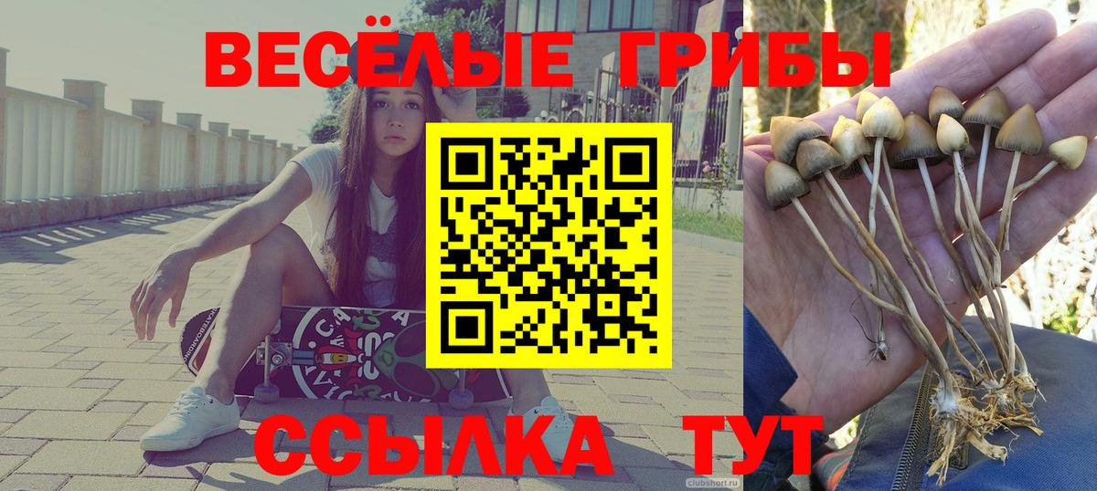 Псилоцибиновые грибы MAGIC MUSHROOMS  Вход с VPN  Кувандык  Галлюциногенные грибы Cubensis 